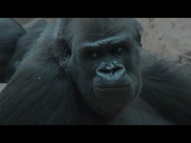 The gorillas 3D VR 180 4K