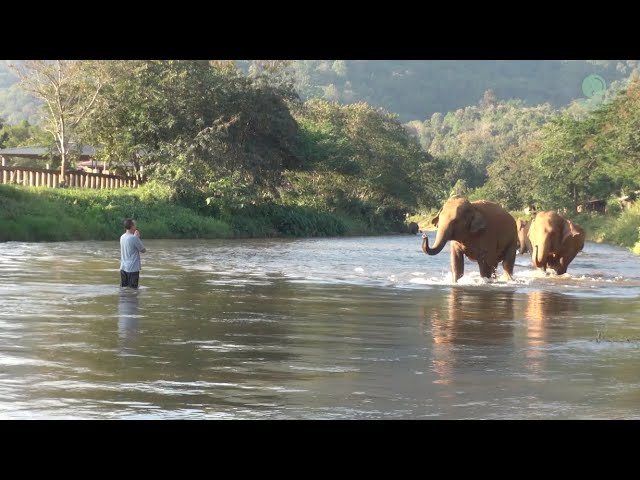 Elephants Ran To Reunion With The Favorite People Who Away For 14 Months - ElephantNews