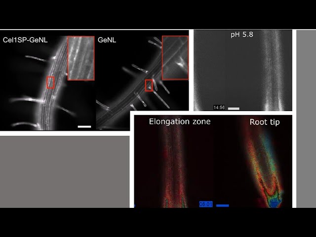 Visualising Apoplastic Fluid Flow and pH Dynamics in Arabidopsis Roots