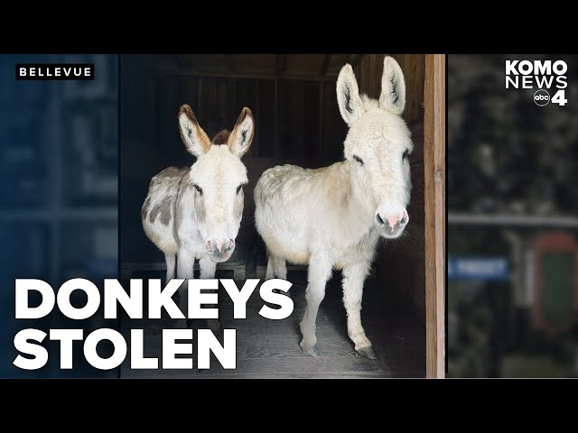 Bellevue police need help finding a pair of stolen donkeys