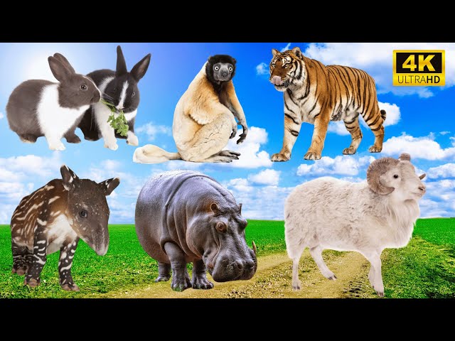 Unforgettable Animal Encounters: Rabbit, Tiger, Hippo, Sheep, Chicken, Dog - Animal Sounds