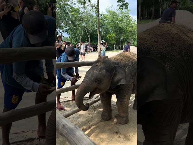 They have the cutest baby elephant at the Green Elephant Sanctuary Phuket #phuket #elephants #thai