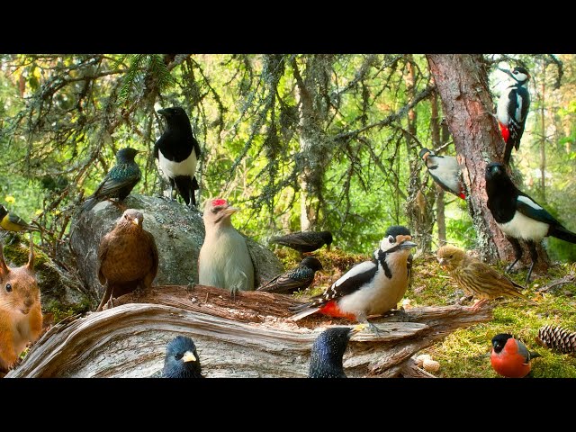 Cat TV😺 12 hours Bird Watching Extravaganza at Cozy Forest Nook Restaurant