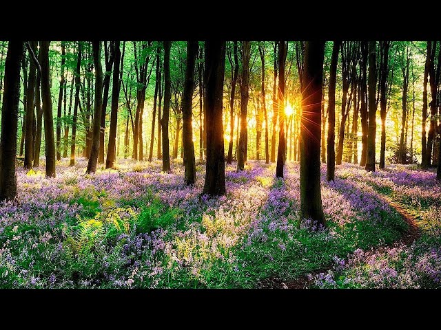 Beautiful Relaxing Music - Soothing Music for Stress Relief, Inner Peace, and Deep Sleep, Calm Music