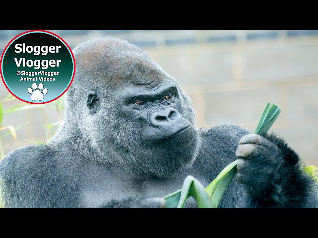 Silverback Navigates New Climbing Frame for Food