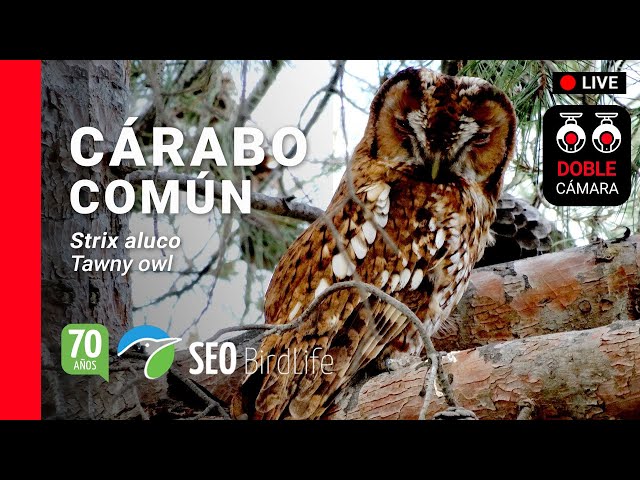 🔴DIRECTO Cárabo común 🦉 [Doble cámara] 🔴LIVE Tawny Owls in Spain 🦉. Toledo, Castilla-La Mancha.