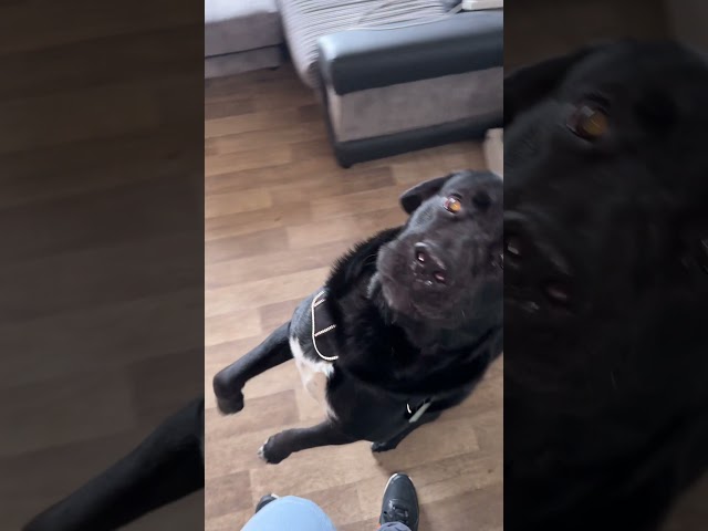 Cute cane corso x Caucasian shepherd dog