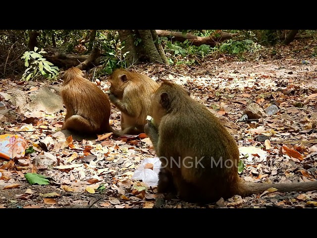 Awesome men #animalshorts #monkeylives #monkeysyoutube #youtubemonkeys