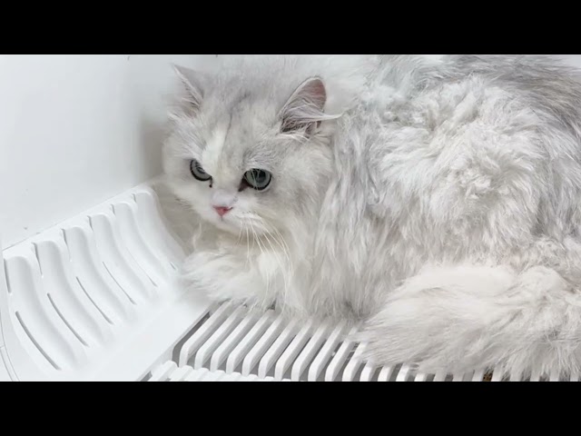 Cute cat in automatic fur dryer