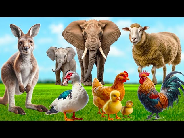 Lovely Animal Moments: Kangaroo, Sheep, Rooster, Hen, Goose, Elephant - Animal Sounds