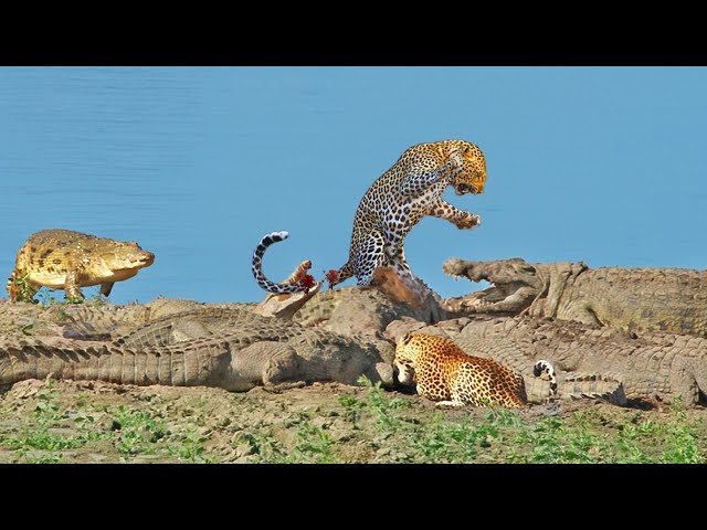 To Protect Its Delicious Prey, The Leopard Fought Fiercely With The Giant Crocodiles.