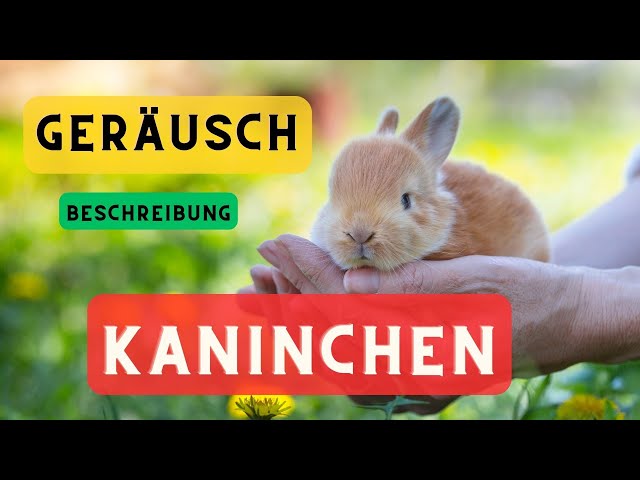 Kaninchen geräusche und Beschreibung 🐇 Kaninchen Geräusche, Hase Geräusche 🔈 Hase Laute