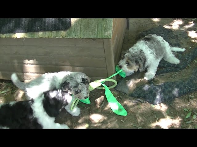 The Best puppy toy,  for tug o war..fun stuff when everyone gets involved...