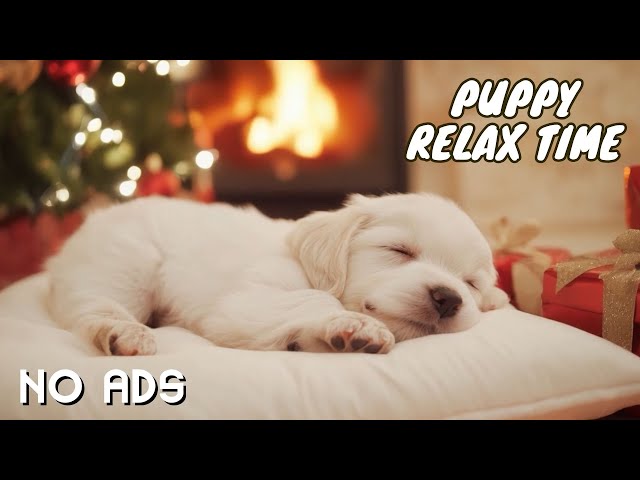 [𝗡𝗢 𝗔𝗗𝗦] Relief Dog Stress 🎵 Relaxing Piano Music for Puppies to Escape Stress and Feel Loved 🌞🎹