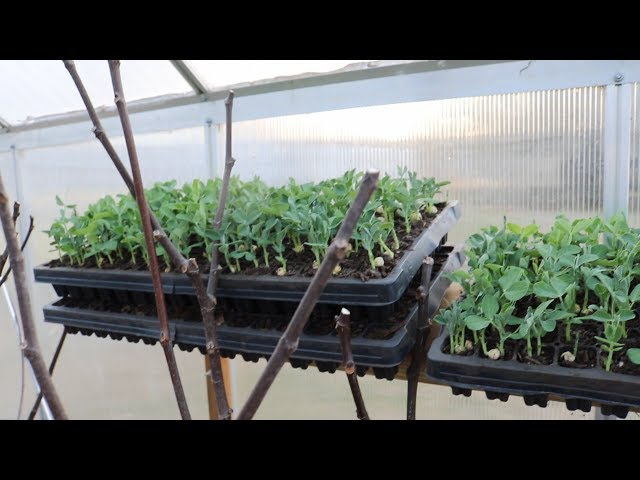 Seedlings in the Greenhouse & Cold Frame Upgrades