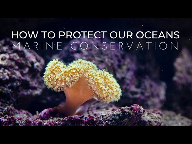 What is Marine Conservation? | How to Protect Our Oceans