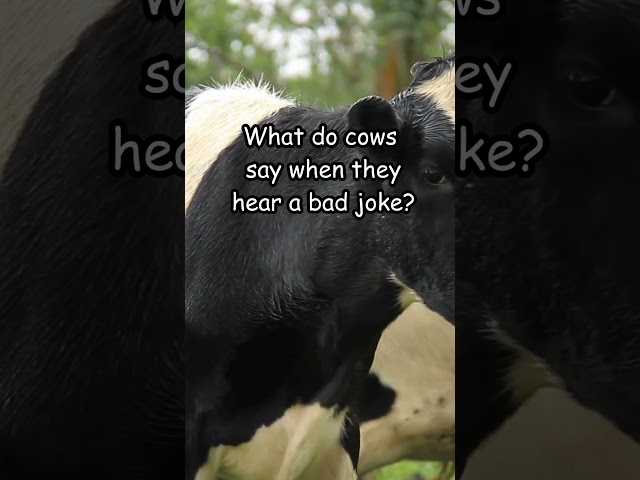 The Funniest Cow Joke #shorts #comedy #lol