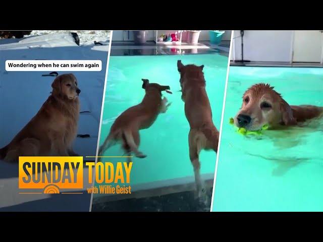 Dogs heartbroken by winter surprised with indoor pool swim