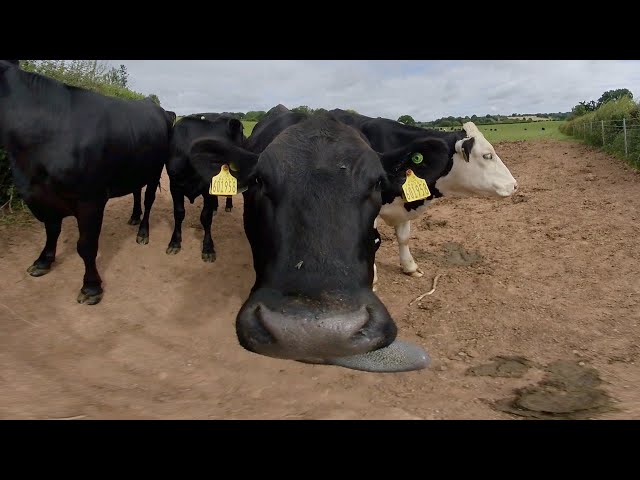 VR180 3D COWS