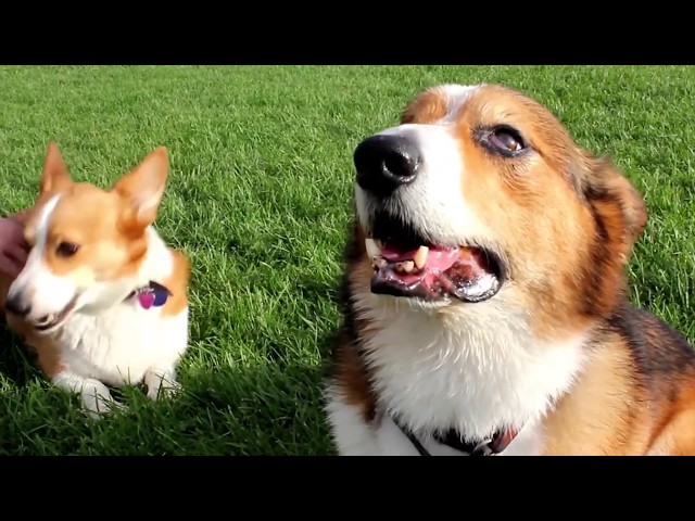 Corgi |  Le Plaisir Du Corgi | Chien Monde Corgi 17