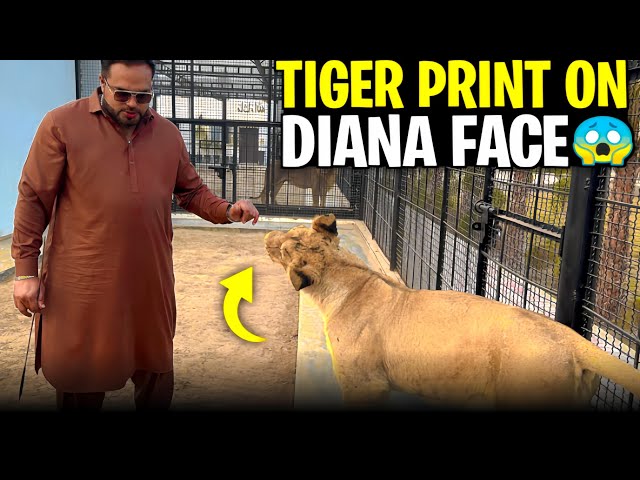 Diana ki skin pr tiger print kasay a geya 😱