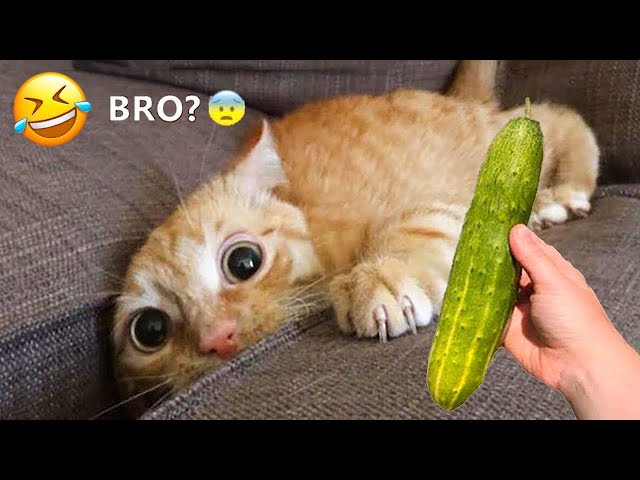 The FUNNIEST Pets Shorts Ever 😹 Trending Funny Animals 😅