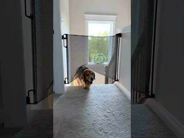 ¡Tucker rompe la puerta y nos sorprende! 🚪🐾😱