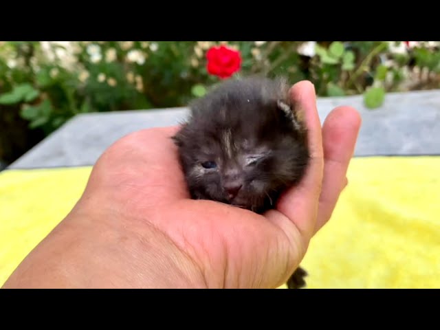 Such a strong little life! A newborn kitten 🐱 abandoned at birth has miraculously survived 😁❤️👍