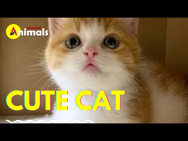 Cute cat cute beautiful and adorable Animals