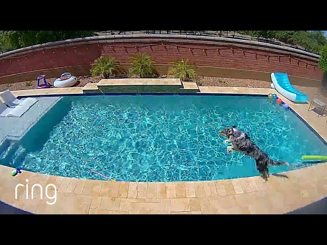 Hamilton, the Dog, Hits The Water & Son Coaches Mom Via a Ring Cam | Neighborhood Stories