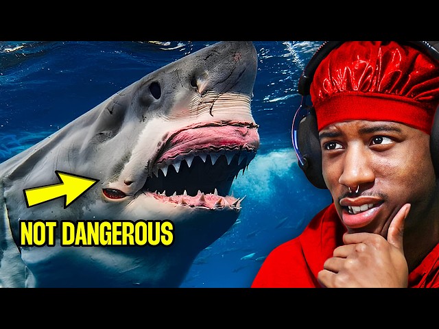 You've Been Lied to About Sharks