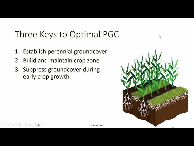 2 - Perennial Ground Cover Suppression & Weed Management within Corn and Soybean Production Systems