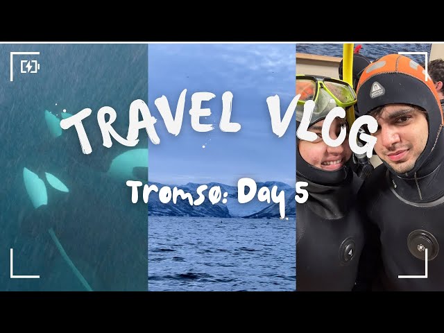 Day 5: Swimming with Wild Orcas in -13°C | Arctic Bucket List Experience 🐋❄️