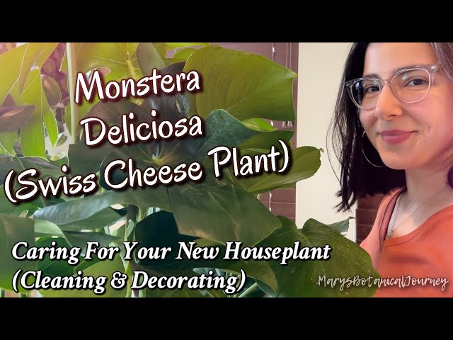 Caring For Your New Houseplant: Monstera Deliciosa (Swiss Cheese Plant)