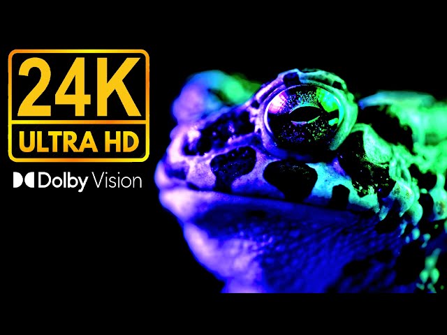 BLACK WITH RICH DETAILS * 24K HDR 60FPS * DOLBY VISION