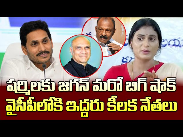 షర్మిలకు జగన్ బిగ్ షాక్..వైసీపీలోకి ఆ ఇద్దరు సీనియర్లు| Raghuveera Reddy And Pallam raju To Join YCP