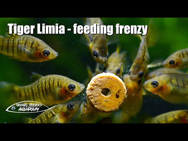 Tiger Limia - front glass feeding