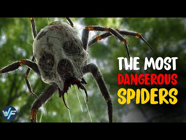 10 Most Venomous Spiders in the World