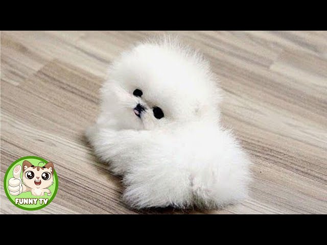 Funny and Cute Pomeranian Puppies Videos Compilation 😍#3