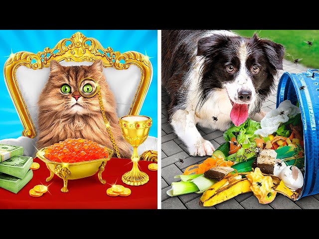 Poor Cat VS Rich Dog || We Built Building Giga Rich VS Broke Secret Room For Pets