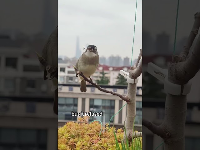 From ant attack to love nest A bird that refused to return to the wild.#fyp #birds #animals #Love