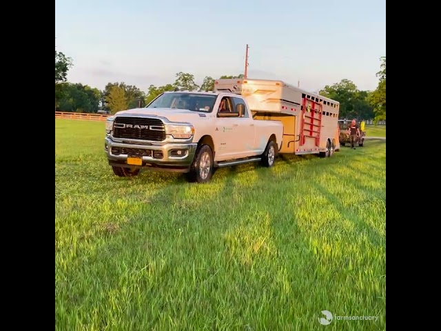 Four Cows Find Sanctuary