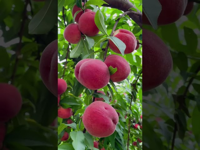 Ripe Red Peach Swaying Gently in the Wind #fruit #farming