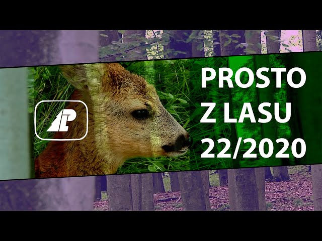 Prosto z lasu 22/2020