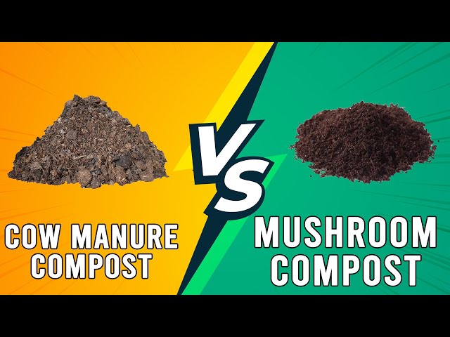 Cow Manure Compost vs Mushroom Compost - Which One Is Better? (Which is Ideal For You?)