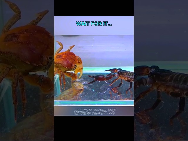 🦀Crab Vaping And 🦂Scorpion Shocking #trollface #edit #shorts