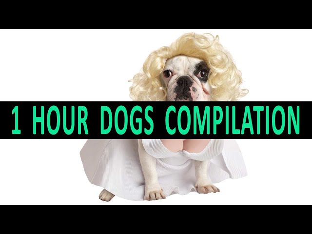 Funny dog videos ● Funny dogs fails ● Cute dogs ● Funny dogs compilation ● Best dog vines