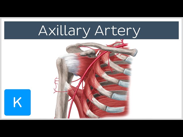 Axillary Artery - Location & Branches - Human Anatomy | Kenhub