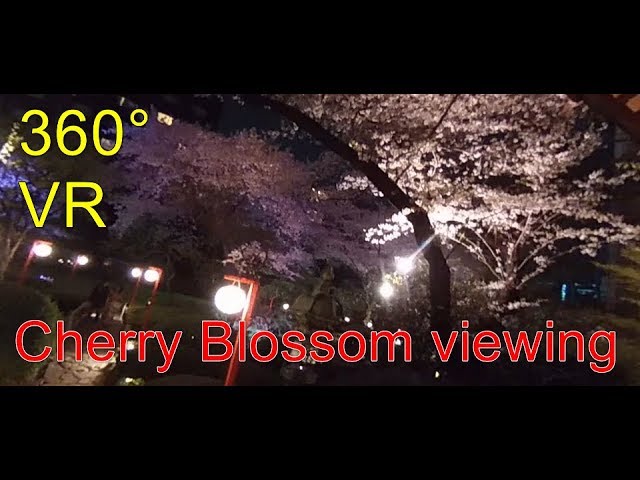 VR travelogue - Cherry Blossom viewing -