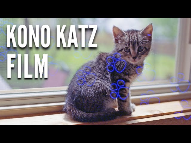 KONO KATZ FILM REVIEW